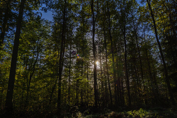 Fotospaziergang durch den Wald im November 2022