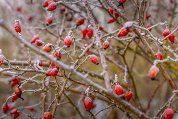 Im Garten und der Natur: Fotospaziergang im Dezember 2022