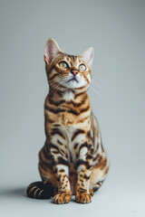 Obraz premium bengal cat on grey background