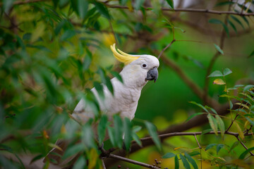 Cockatoo parrot sitting on a green tree branch in Australia. Big white and yellow cockatoo with nature green background