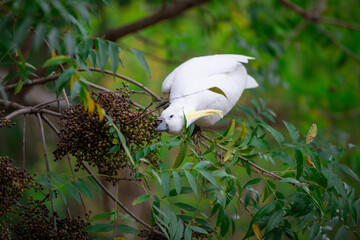 Obraz premium Cockatoo parrot sitting on a green tree branch in Australia. Big white and yellow cockatoo with nature green background