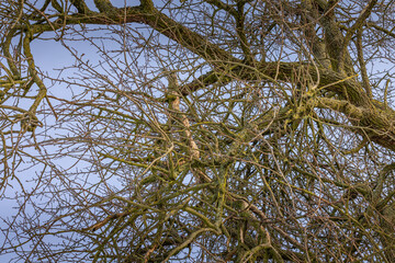 Im Garten und der Natur: Fotospaziergang im Dezember 2022