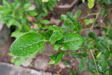 Selectively focus on Kaffir lime leaves contain essential oils which have antibacterial activity. E. coli and S. aureus bacteria. and is often used to enhance the aroma of cooking