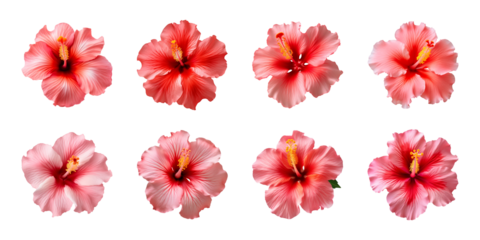 Collection of red and pink hibiscus flowers isolated on a transparent background, top view