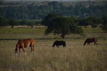 herd of horses feeding in the field on a summer morning