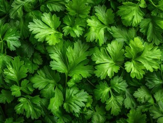fresh green cilantro closeup background