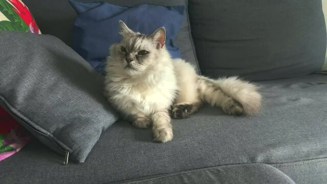 Big fluffy Persian cat resting on a sofa. Gary and white cat lying on the couch looking around. Beautiful pedigreed pet relaxing. Domestic animal at home.