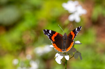 Fototapeta na wymiar Large red and black butterfly on a white flower, Red Admiral, Vanessa atalanta