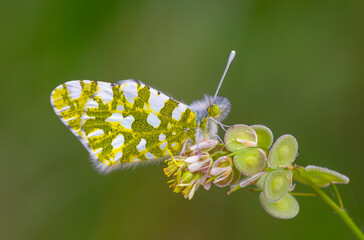 butterfly on green plant, Eastern Dappled White, Euchloe ausonia