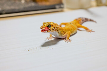 レオパードゲッコー