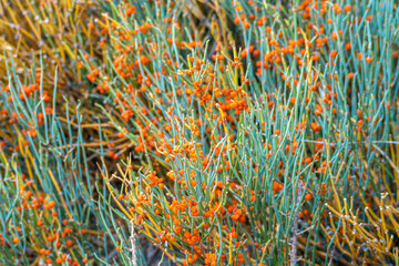 Ephedra, Nubra Valley