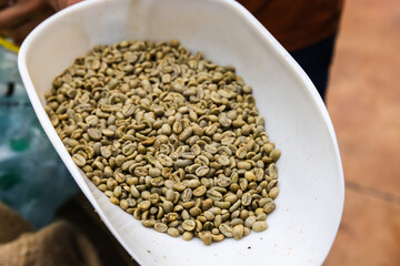 Selective Arabica coffee, green seeds are in white plastic scoop, close up photo