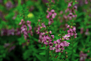  Lavandula angustifolia bunch of flowers in bloom.Lavendel Lavandula angustifolia.Narrow-leaved lavender flowers (Lavandula angustifolia Mill)