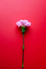 赤い背景に置かれたピンクのカーネーションの花　母の日　一輪の花