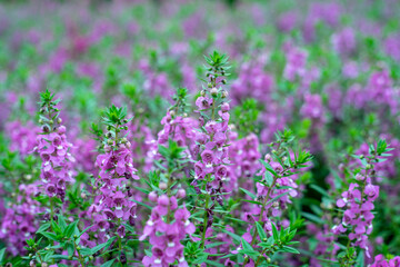 Lavender has become a symbol of serenity, sophistication and romance.Lavender has slender and thin leaves, gray-green or green in color