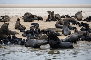 sea lions on the beach near the water on the Namibian coast of Swakopmund