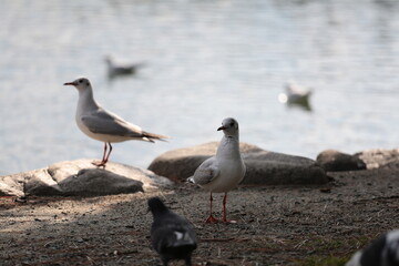 鳥です