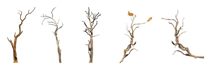 Dead tree branch isolated on a white background