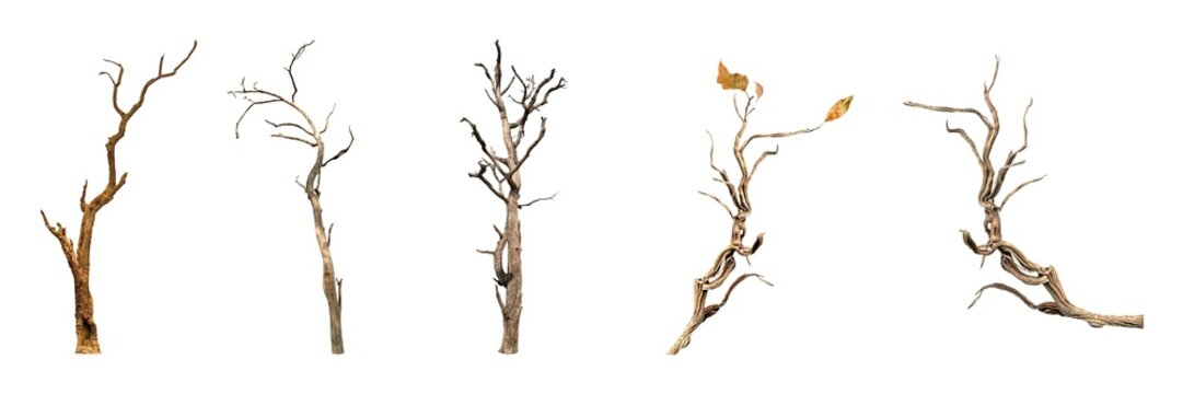 Dead tree branch isolated on a white background