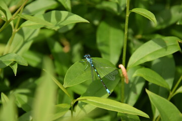 blue dragonfly on a leaf