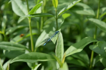 Dragonfly on a plant