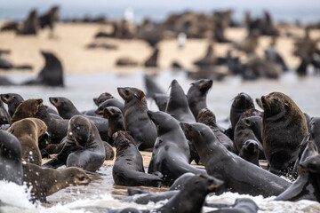sea lions on the beach near the water on the Namibian coast of Swakopmund