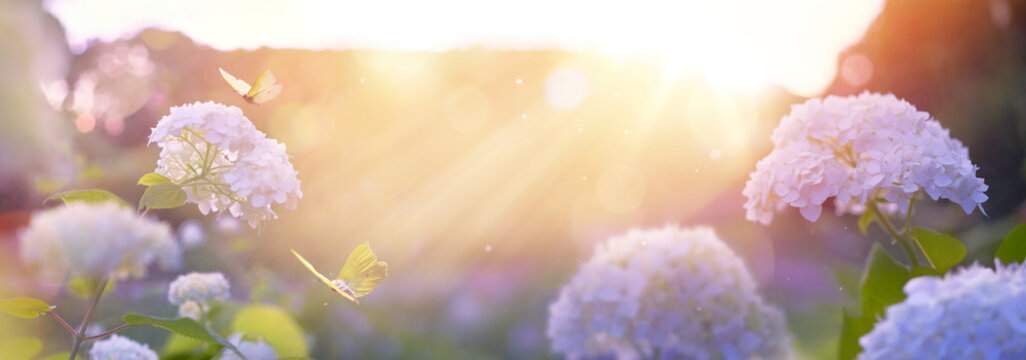 spring blooming park, pink flower with morning sunlight, idyllic spring background with blooming hydrangea bushes and flying butterflies in the garden. Pink sunrise morning and beautiful bokeh; Banner
