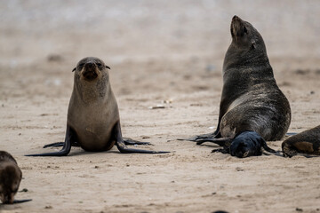 Fototapeta premium sea lions on the beach near the water on the Namibian coast of Swakopmund