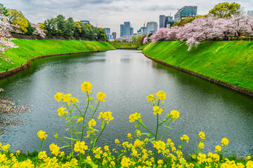 春の千鳥ヶ淵【東京都・千代田区】　
Tokyo's famous cherry blossom spot "Chidorigafuchi" - Japan