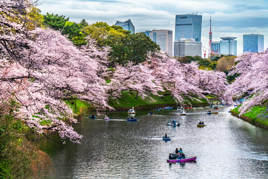 桜咲く千鳥ヶ淵　満開の桜とビル群【東京都・千代田区】　
A famous cherry blossom spot in Tokyo "Chidorigafuchi". Cherry blossoms in full bloom and buildings - Japan