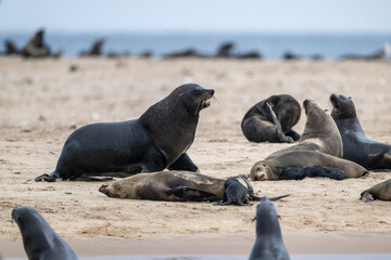 Fototapeta premium sea lions on the beach near the water on the Namibian coast of Swakopmund