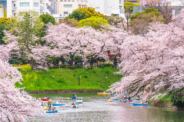 春の千鳥ヶ淵　満開の桜と花見を楽しむ人々【東京都・千代田区】　
Spring scenery of Tokyo's famous cherry blossom spot "Chidorigafuchi" - Japan