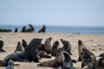 sea lions on the beach near the water on the Namibian coast of Swakopmund - obrazy, fototapety, plakaty