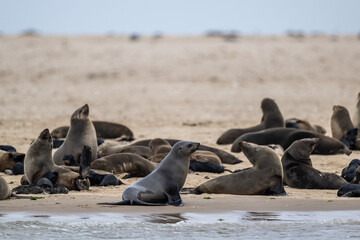 sea lions on the beach near the water on the Namibian coast of Swakopmund