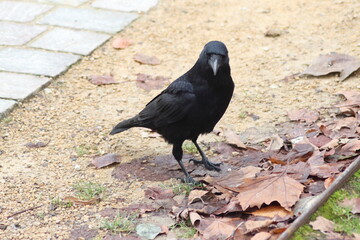 Urban Wanderer: Crow in Brussels Park