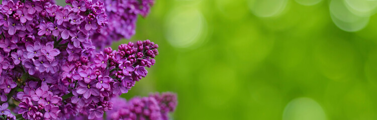 Wide Angle nature spring background with lilac flowers.