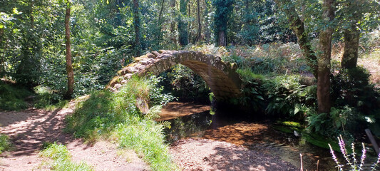 old bridge over river and in the forest