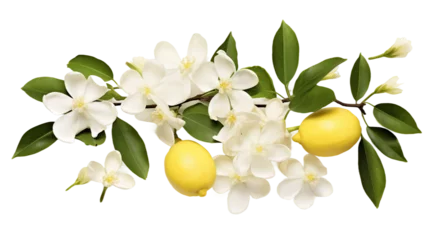 Foto op Plexiglas Lemon Tree Plant Collection: Digital Art 3D Isolated on Transparent Background for Garden Designs, Top View Flat Lay Perfume Botanicals © Spear