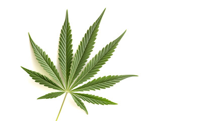 close-up leaf medical marijuana (hemp, cannabis) isolated on white  background.