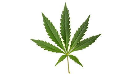 close-up leaf medical marijuana (hemp, cannabis) isolated on white  background.