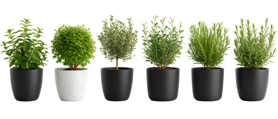 Assorted Potted housePlants Sitting in a Row on transparent background.