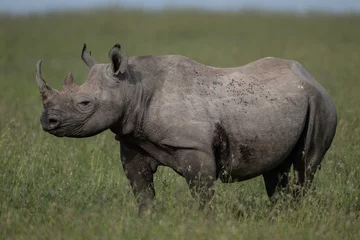 Foto op Plexiglas giant black rhinoceroses in their natural environment in a national park in Kenya © константин константи