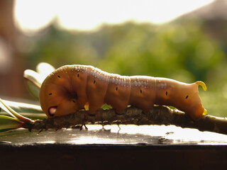 A brown caterpilla.