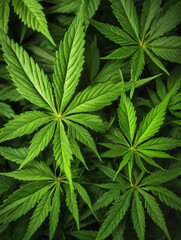 Photo Of Closeup Shot Of Many Marijuana Leaves Overlapping Each Other, Creating A Vibrant And Lush Green Background