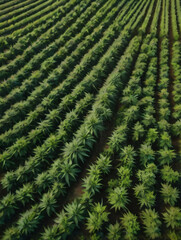 Photo Of Marijuana Fields Aerial Shot, Cultivation Cannabis Plants