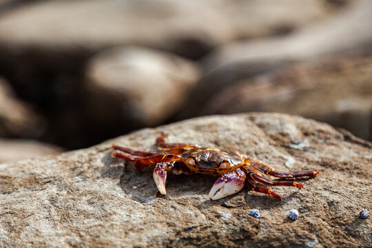 Crab on a rock