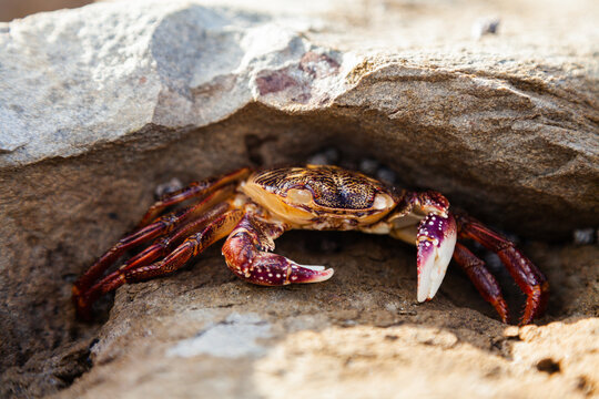 Crab on a rock