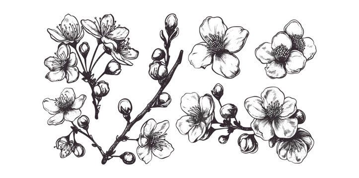 Engraved Cherry Blossom Vector Set: Hand-Drawn Flowers in Retro Dotted Ink Style - Vintage Halftone Sketches