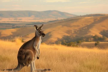 Fototapeten kangaroo alert, grasslands and hills in the distance © Alfazet Chronicles