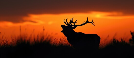 Red deer stag silhouette roaring at sunset.